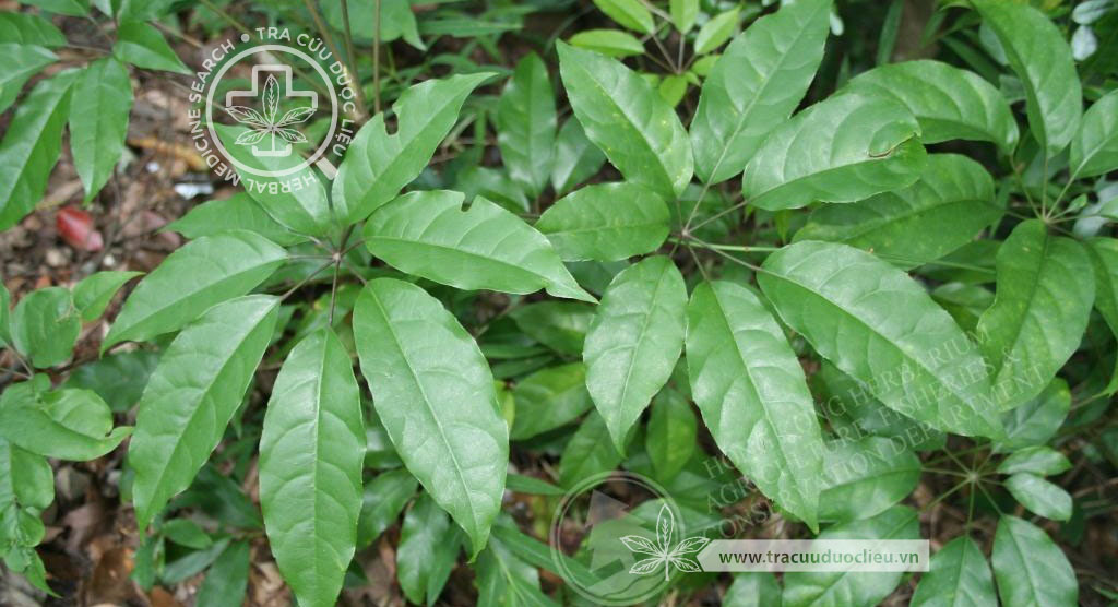 schefflera-heptaphylla-l-frodin-cay-nam-sam-1